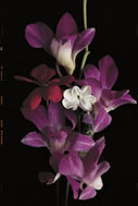 Aveda Orchids