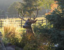 Backyard Elk