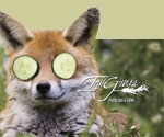 tallgrass_spa_evergreen_colorado_fox