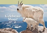 tallgrass_spa_mothers_day_goats