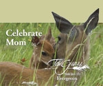 tallgrass_spa_mothers_day_deer