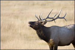 Elk