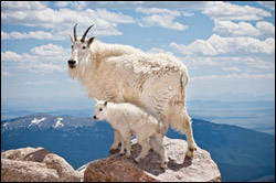Mother's Week