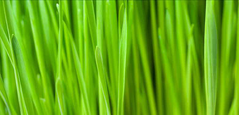 TallGrass is Greener