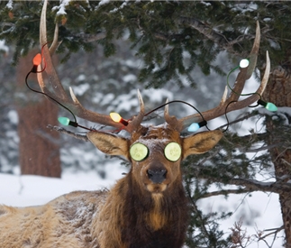 Holiday Elk