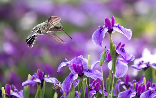 Hummingbird