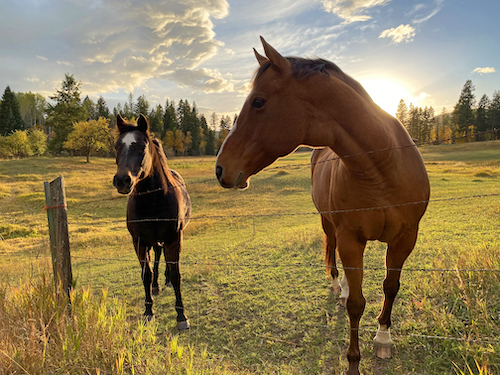 Horse Photo