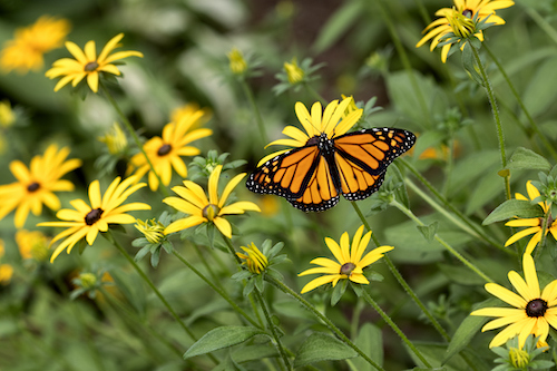 Butterflies