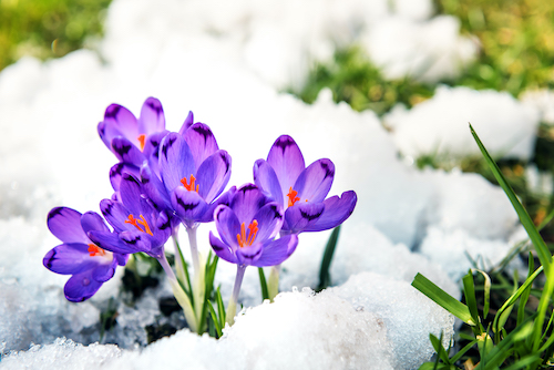 Crocus in the snow