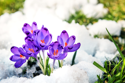 Crocus Flower