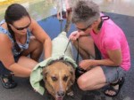 dogwash1.jpg