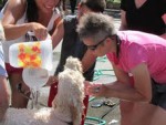 dogwash2.jpg