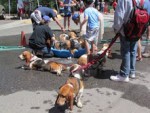 dogwash4.jpg