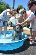 Funattheannualdogwash.jpg