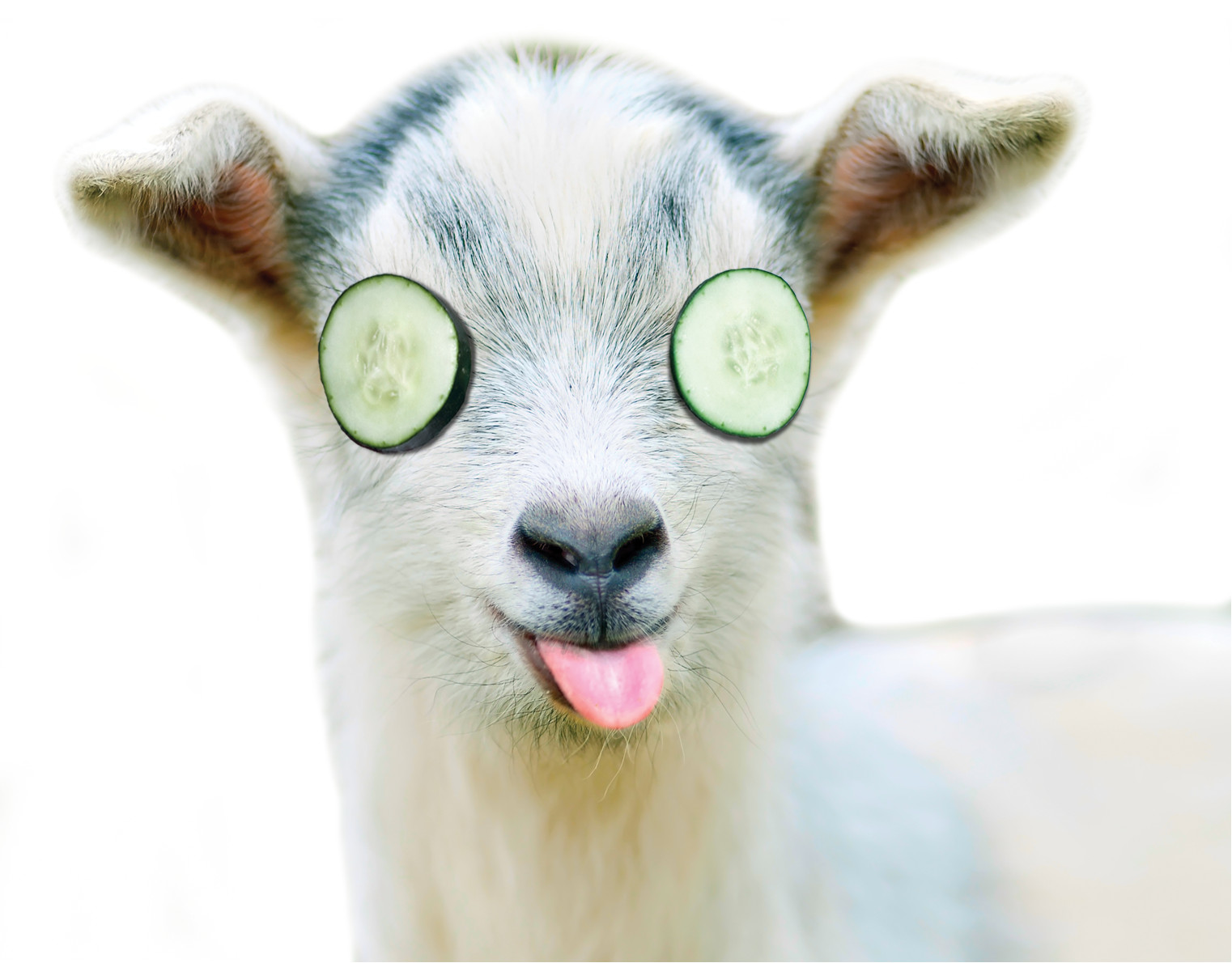Image of goat with Cucumbers