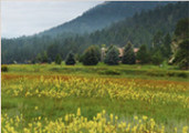 Field