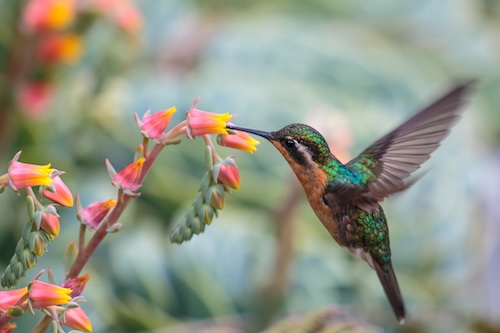Hummingbird