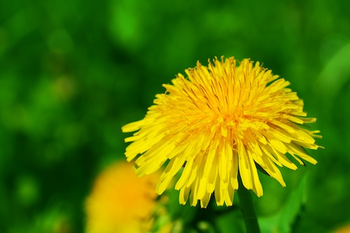 dandelion