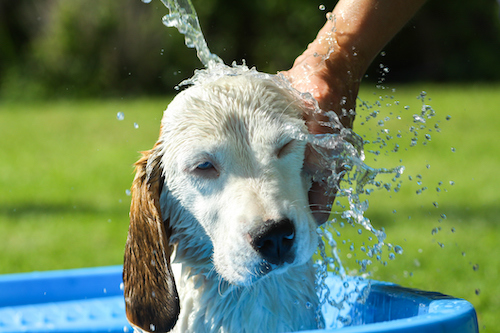 Dog Wash