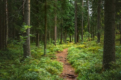 Wooded Trail